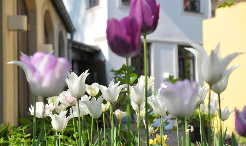 Faehrhaus Meissen B&B Exterior photo